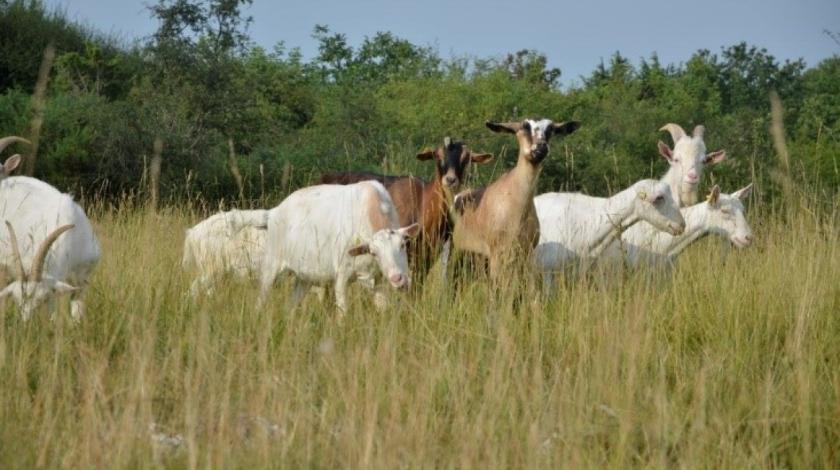 Les Causses des veillons : des pelouses calcicoles à restaurer