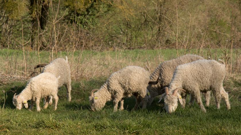 Pâturage et gestion des espaces naturels fréquentés à Dreux (28)