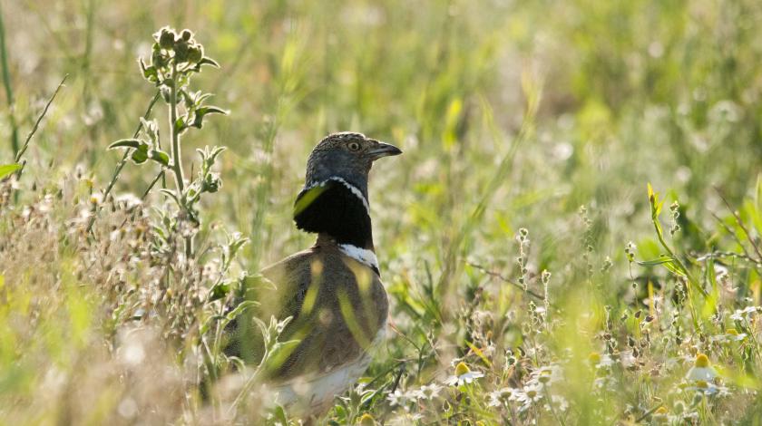 Suivi GPS d'Outardes canepetières sur le Plateau de Chabris dans l'Indre