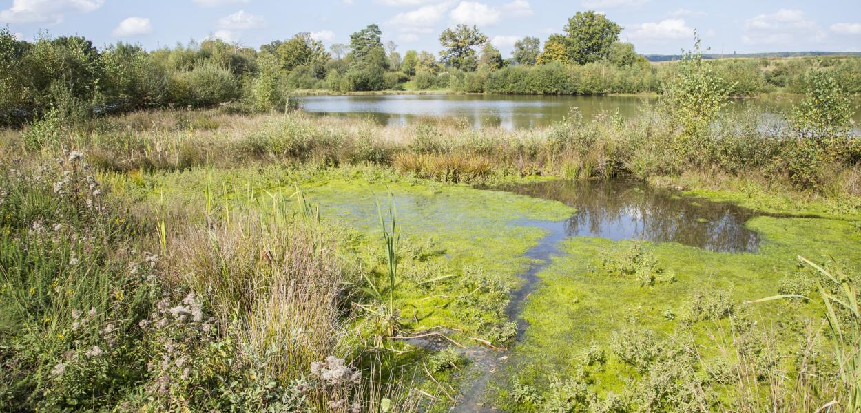 La Fédération des Chasseurs du Cher au cœur de la préservation des zones humides