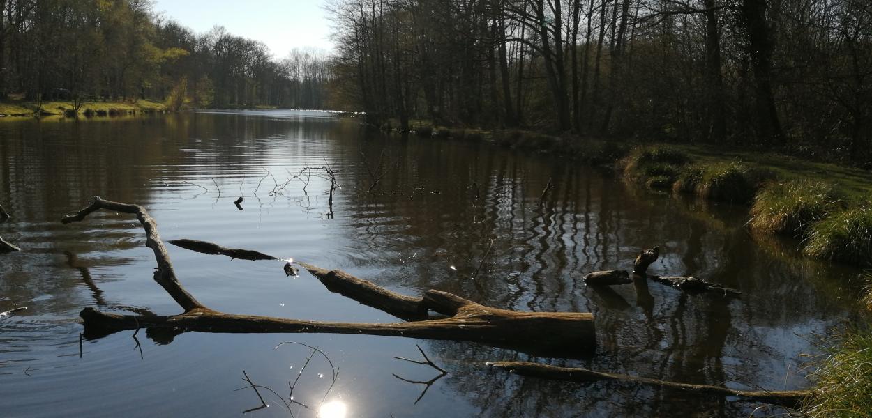 Restaurer les étangs de Sologne | Fédération des chasseurs du Loir-et-Cher