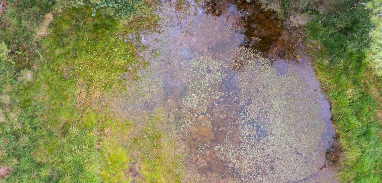 Restaurer les zones humides pour préserver la biodiversité et les continuités écologiques | FNE Centre-Val de Loire