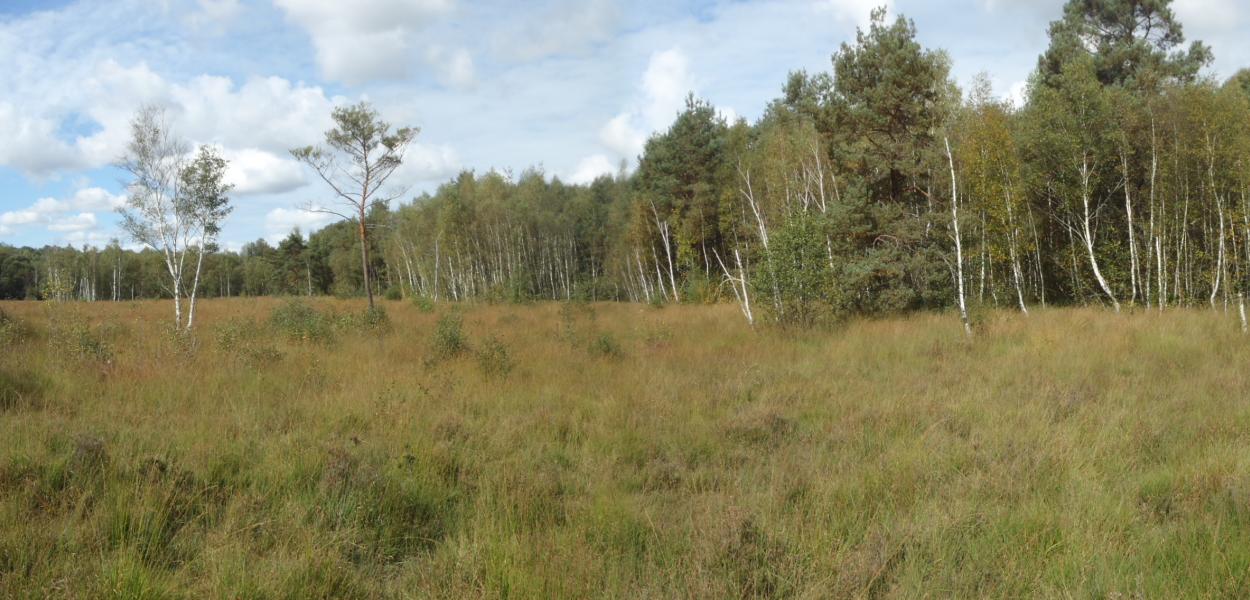 Retour aux sources à la Tourbière des Landes | Conservatoire d’espaces naturels Centre-Val de Loire