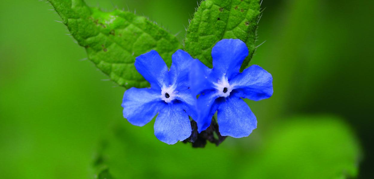 Revue Recherches Naturalistes, parution du numéro 12 !