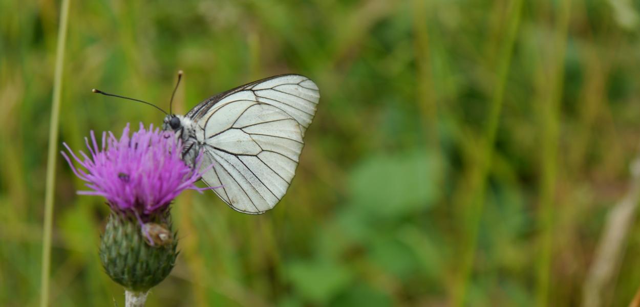 La Celle, coup de cœur du jury | Concours Capitale Française de la Biodiversité 2021