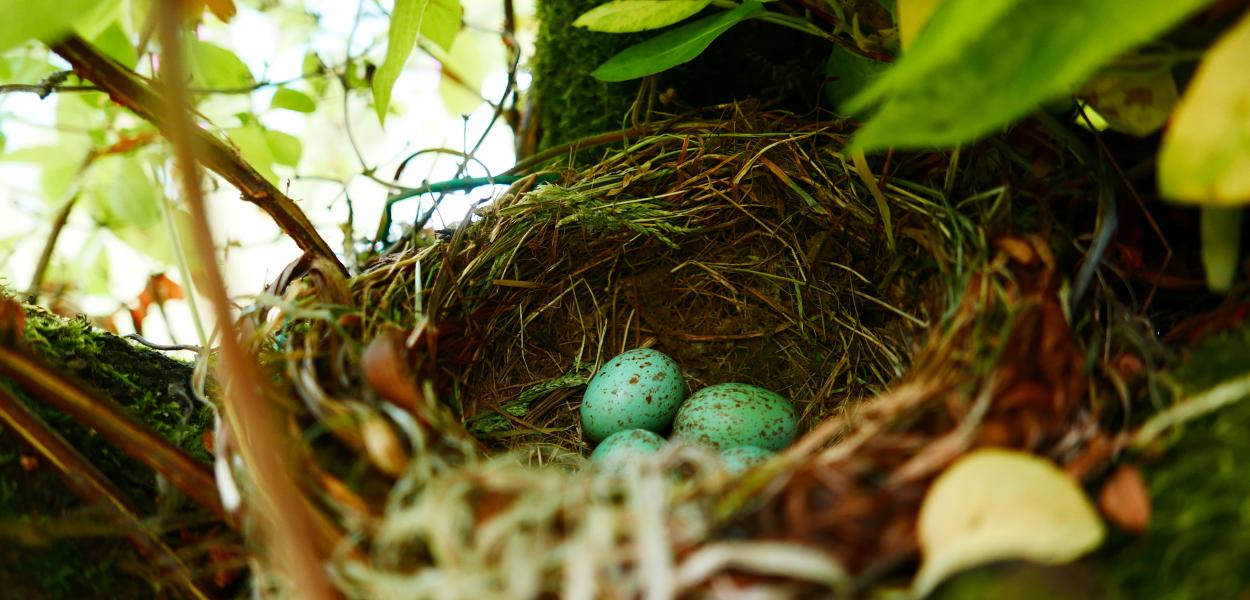 Les réflexes printaniers pour la biodiversité : faune