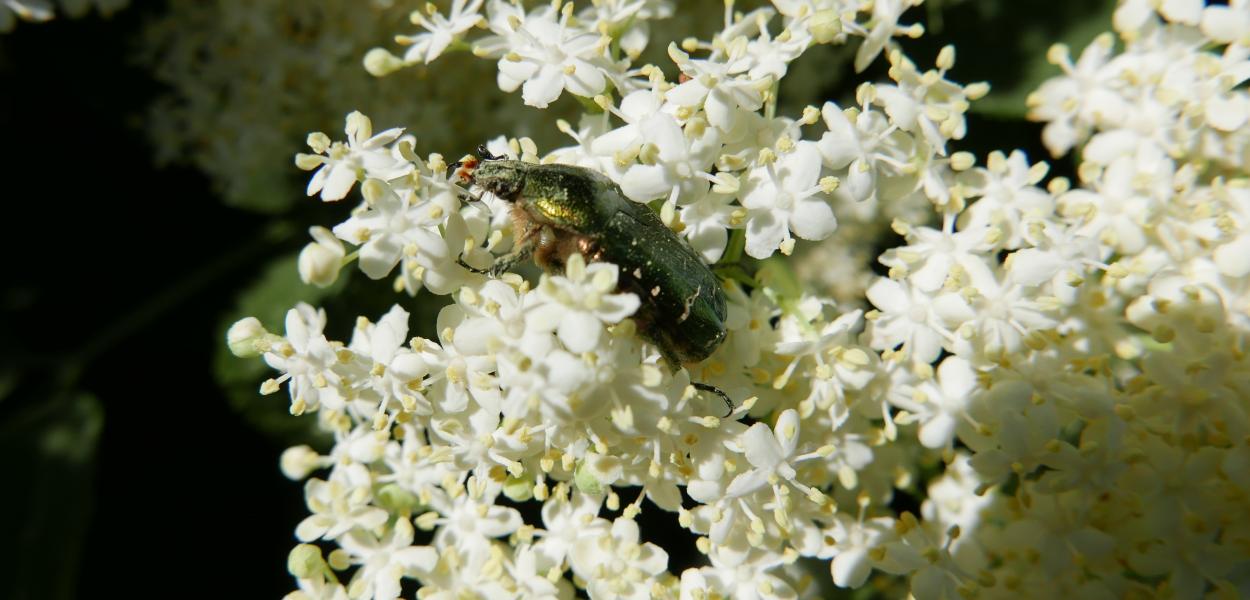 Les réflexes printaniers pour la biodiversité : flore