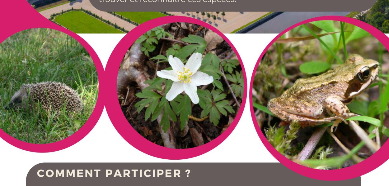 Atlas de la Biodiversité du Grand Chambord : et si vous participiez ?