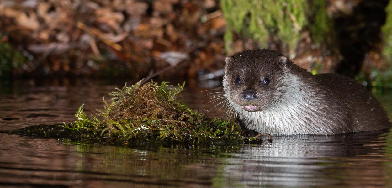 État des lieux de la biodiversité en Centre-Val de Loire : nouvelle édition !