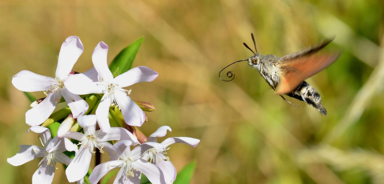 Les insectes pollinisateurs, indispensables ouvriers de notre alimentation