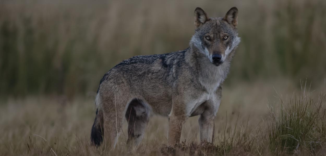 Un numéro spécial dédié au loup dans la revue Recherches naturalistes