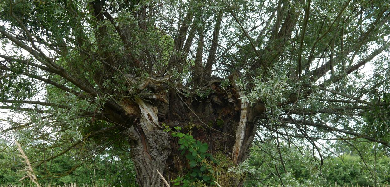 Arbres et Forêts, thème du concours "Capitale Française de la biodiversité" 2023