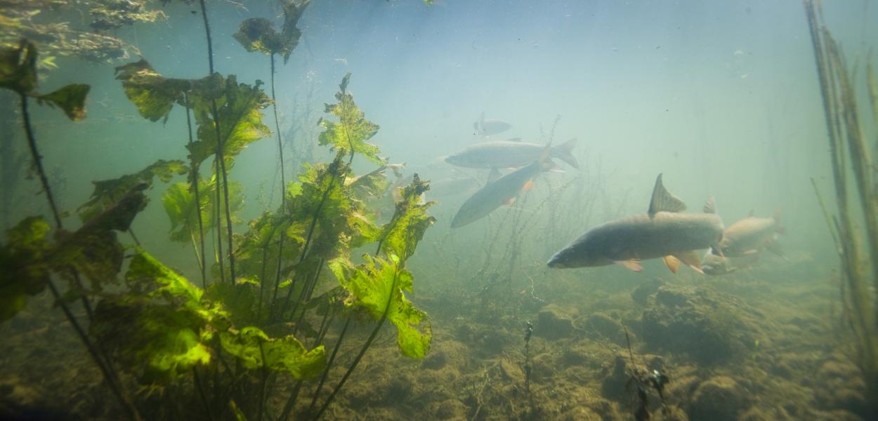 Comment se portent les poissons de nos rivières ?