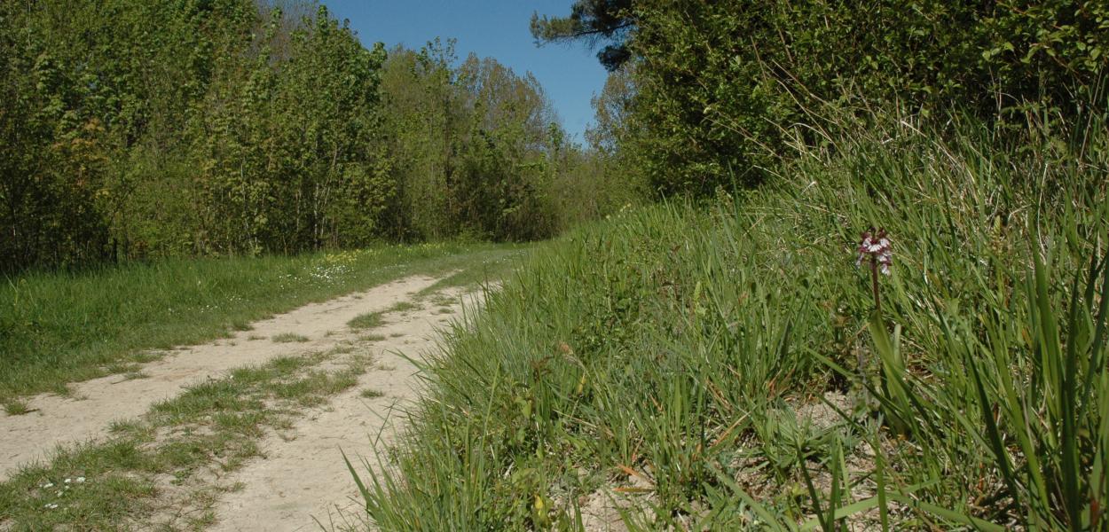 La flore des sentiers de randonnée du Loiret à l'honneur dans l'application Cirkwi