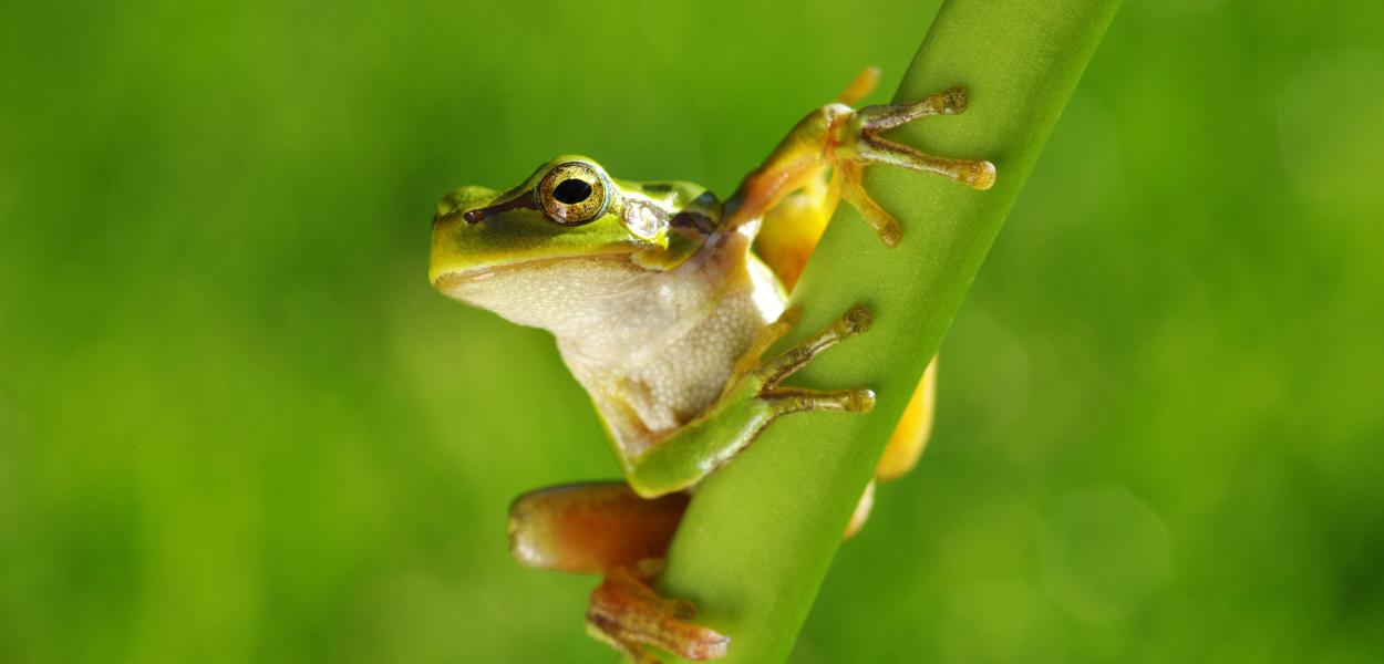 Le Portail de la biodiversité a 1 an !