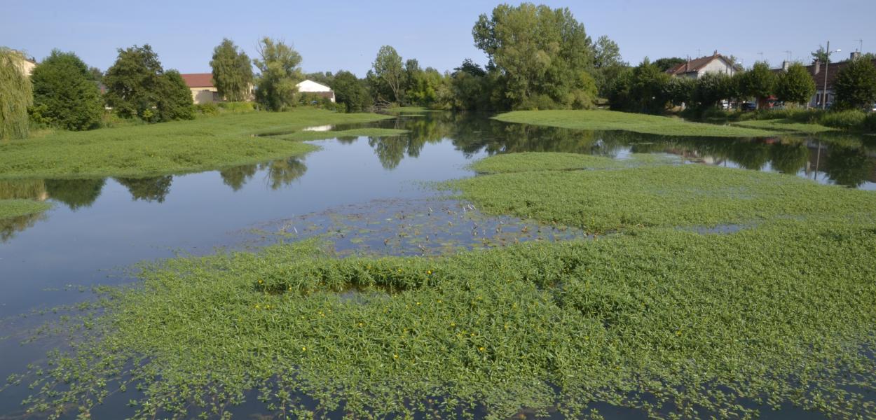 Les plantes invasives, nouvelles données régionales