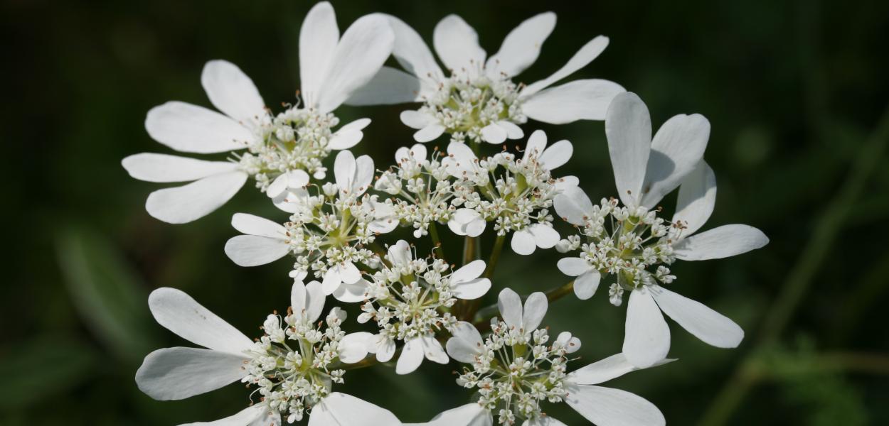 Les plantes messicoles, ces belles fleurs des champs