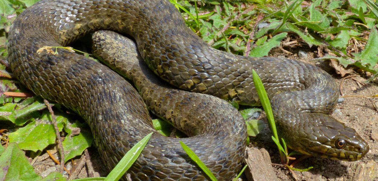 Les reptiles en France métropolitaine, des populations en fort déclin