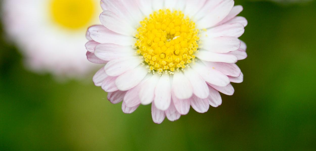 Ouverture de formations aux protocoles de suivis naturalistes