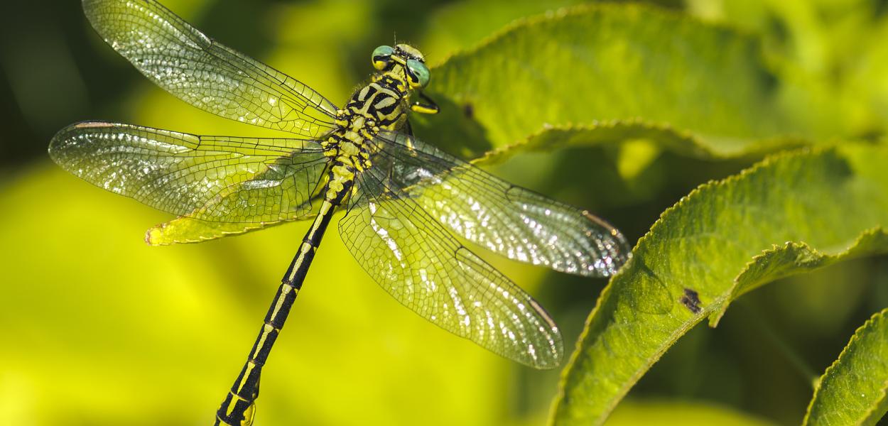 "L'Écho biodiversité" fait peau neuve !