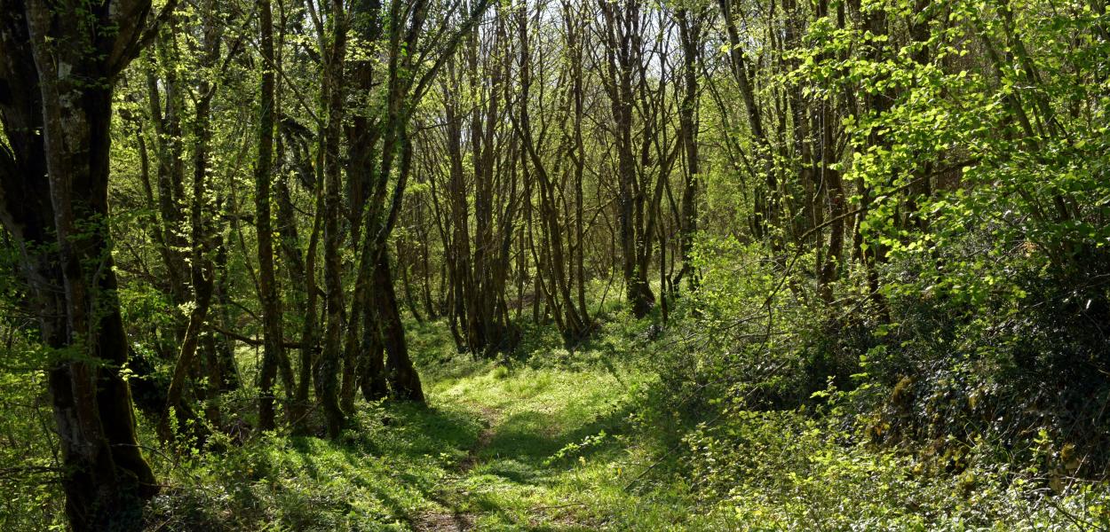 En mars, parlons forêt en Centre-Val de Loire !
