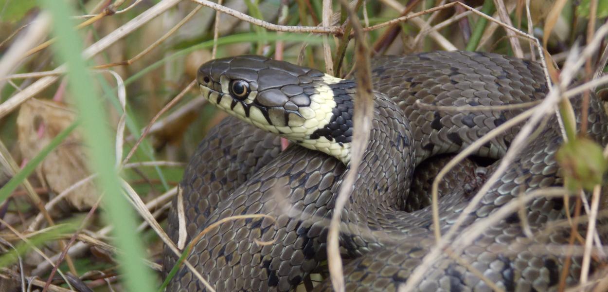 Serpents : "l'appel, pas la pelle !"