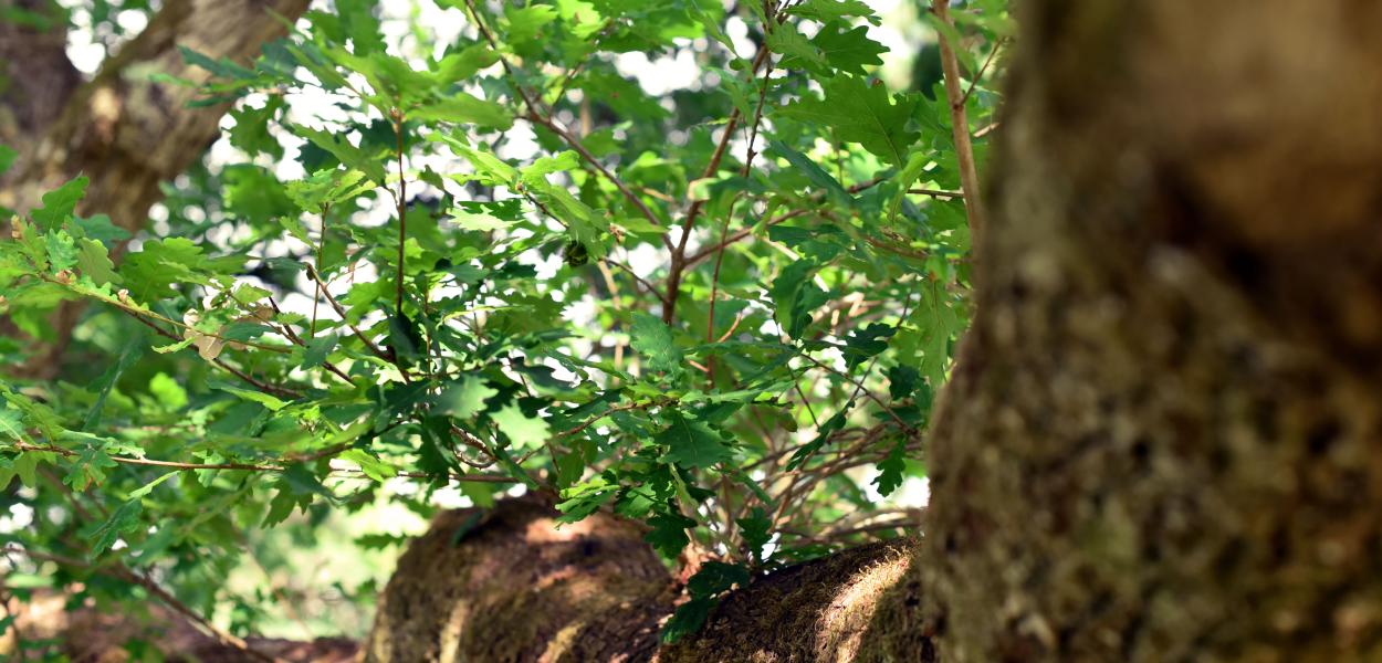 Le concours de l'arbre de l'année 2024 est ouvert