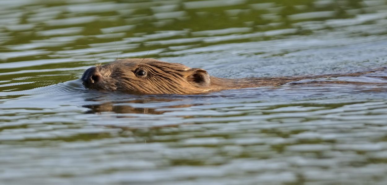L'Année du castor, un événement national célébré en Centre-Val de Loire !