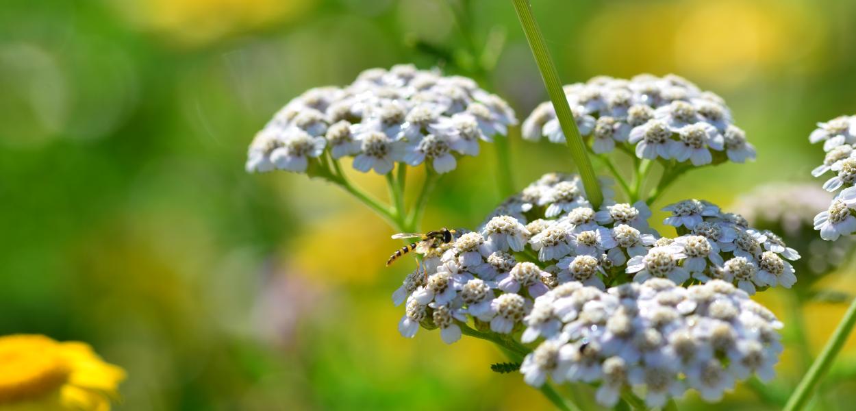 Des plantes sauvages et locales ? Deux guides pour vous répondre !