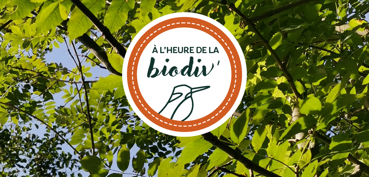 [À l'heure de la biodiv' !] Un nouveau format pour découvrir, comprendre et agir !