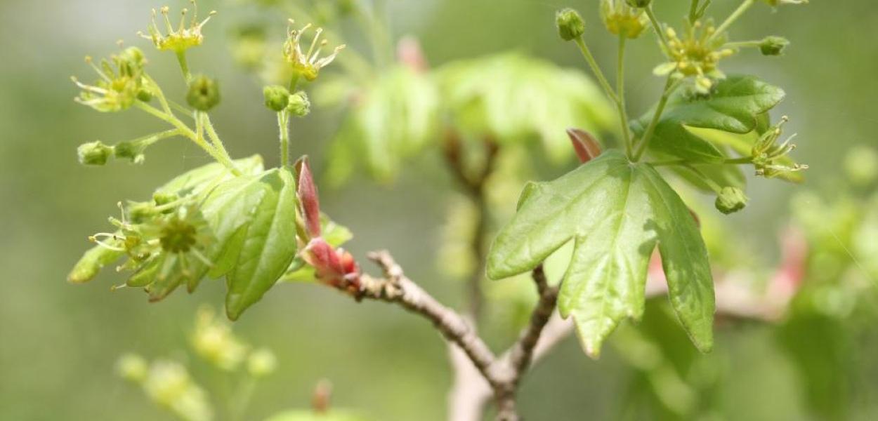 Guide Planter local en Centre-Val de Loire