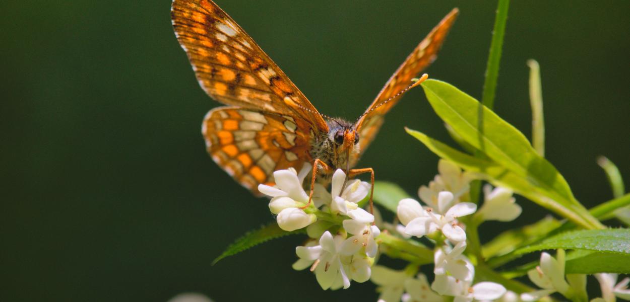 Un tiers des espèces de Papillons de jour menacé en Centre-Val de Loire
