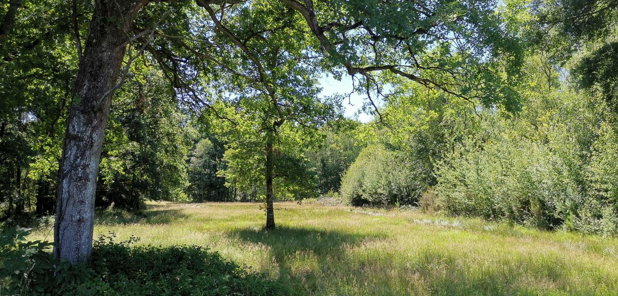 Nouvelle infographie sur la forêt en Centre-Val de Loire