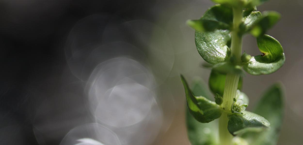 Comment conserver la flore menacée en région ?