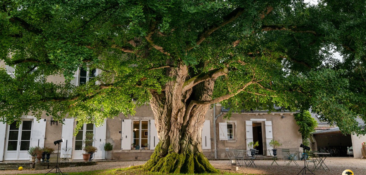 Arbre de l'année 2025 : votez pour le Ginkgo biloba de Centre-Val de Loire !