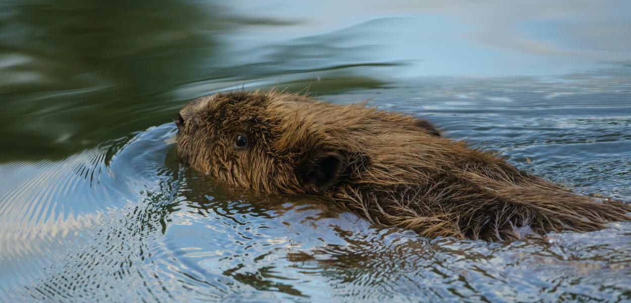Parution de l'ultime numéro papier de Recherches naturalistes !