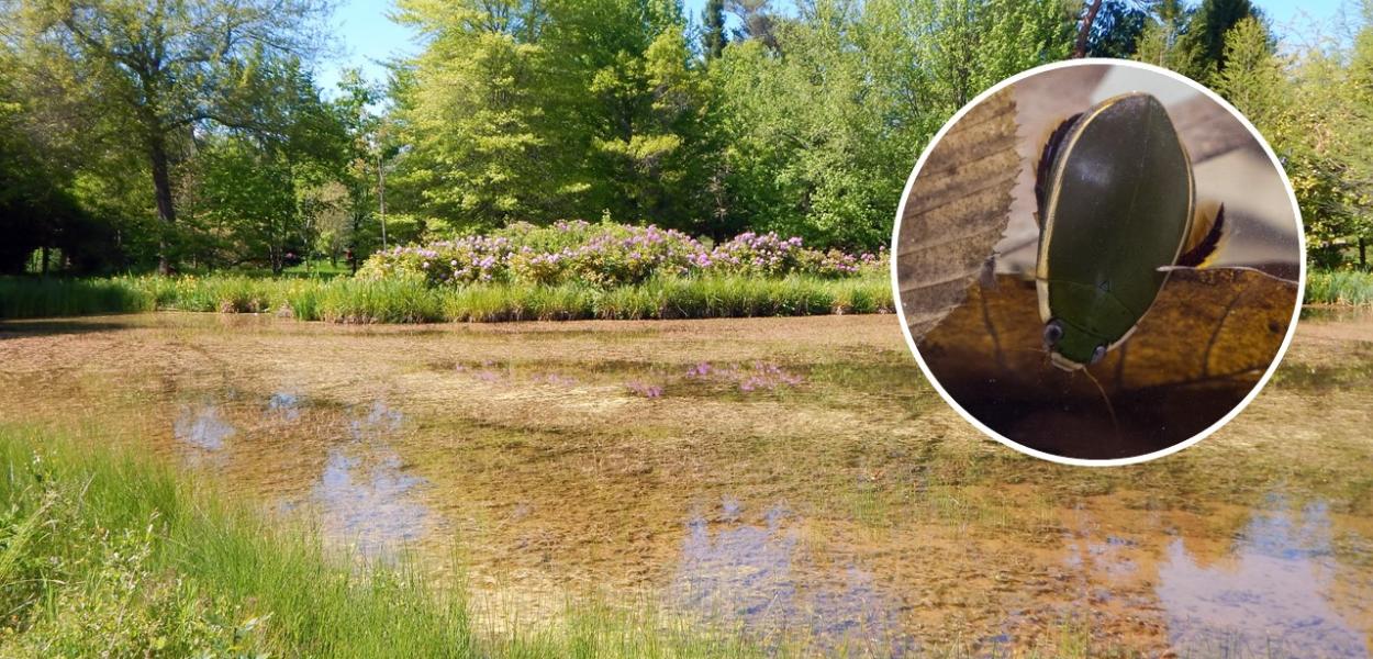 Près de 60% des espèces de Coléoptères aquatiques éteintes ou menacées en Centre-Val de Loire