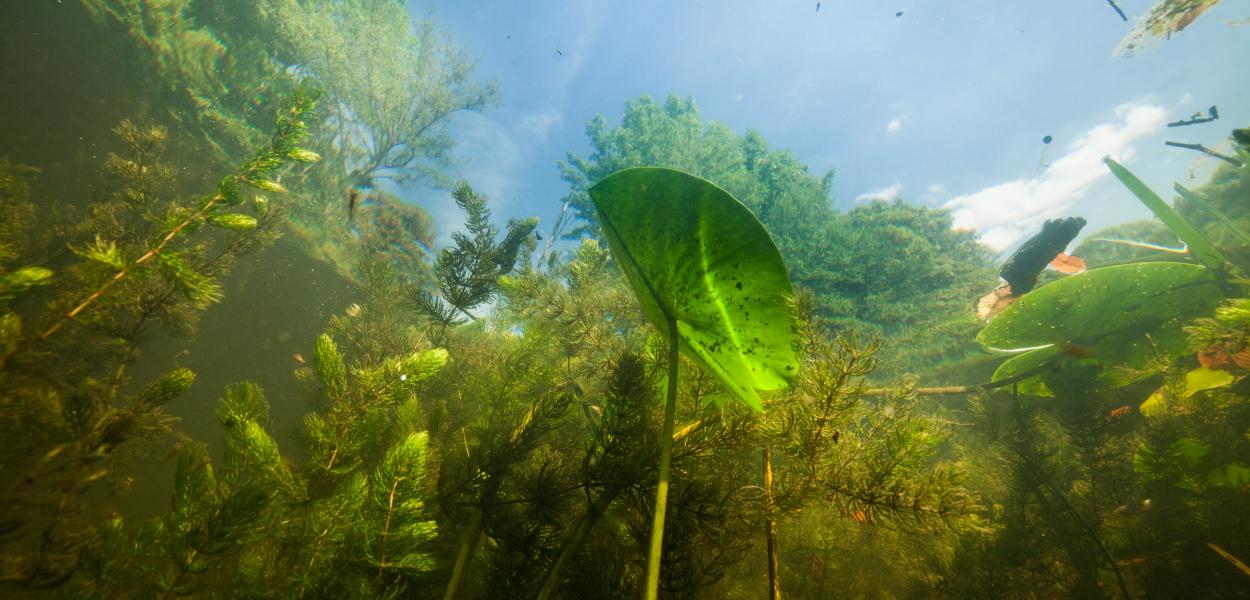 Micropollutions, macro-problèmes, solutions à grande échelle !