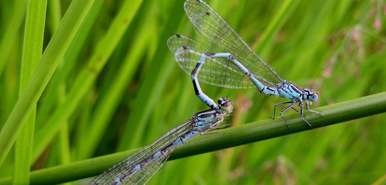 Un quart des espèces de libellules menacé en Centre-Val de Loire