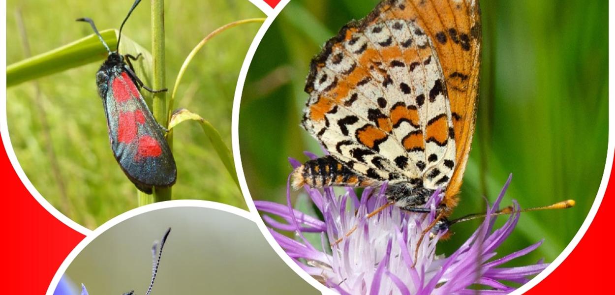 Liste rouge des papillons de jour et zygènes du Centre-Val de Loire