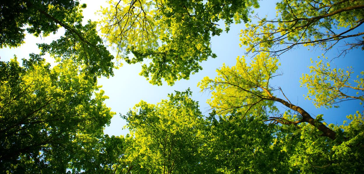 Climat et biodiversité