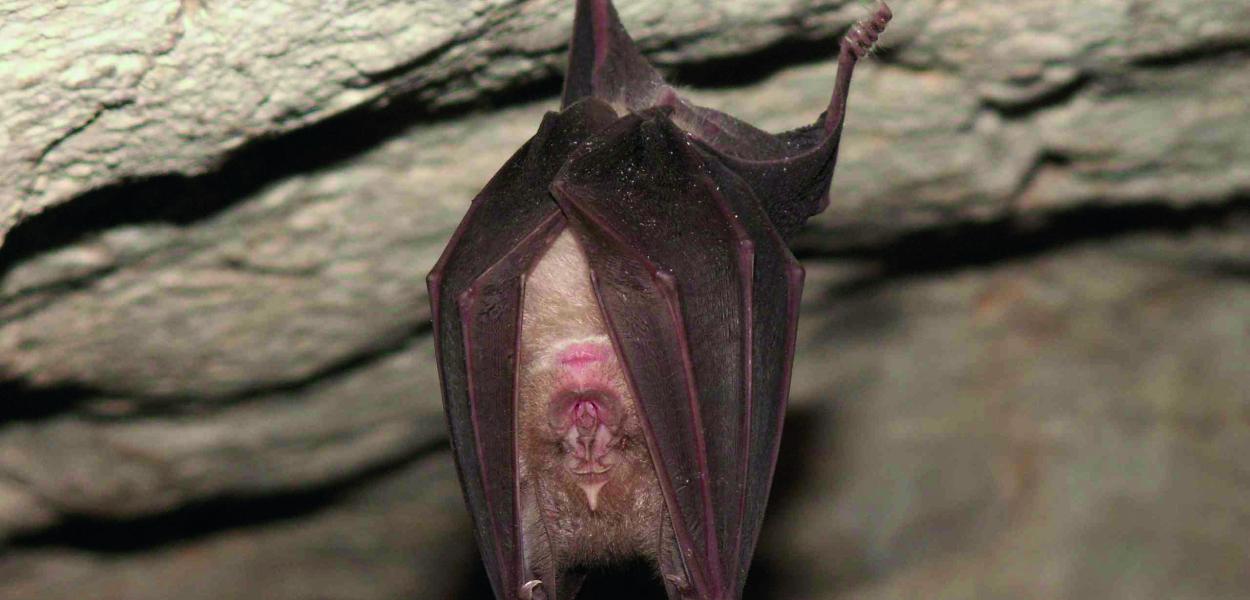 Protection des sites souterrains en faveur des chauves-souris | Cen Centre-Val de Loire