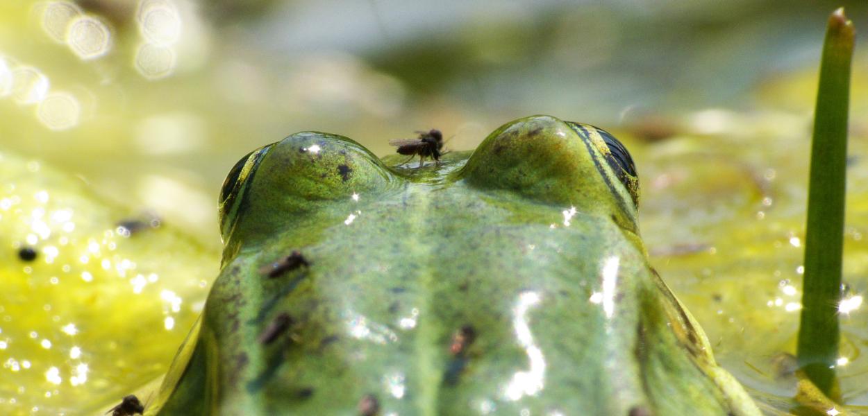 Chantiers participatifs de restauration de mares | réseau France Nature Environnement Centre-Val de Loire