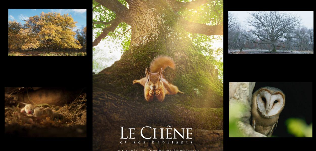 Ciné-échange "LE CHÊNE" avec Laurent Charbonnier