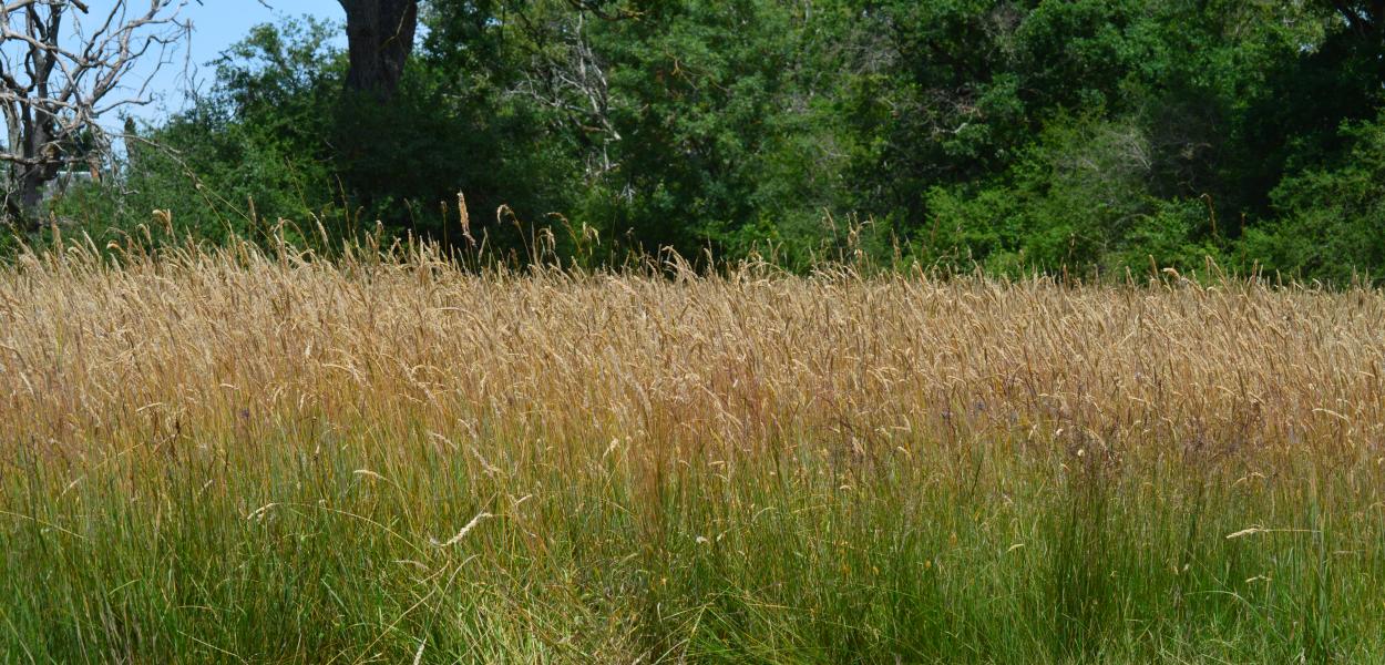 De la graine à la plante : filières locales et démonstration de brossage