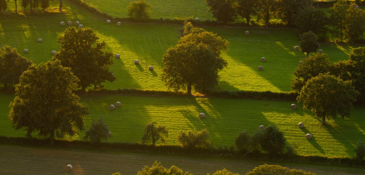 Les défis de l'agroforesterie | Association française d'agroforesterie