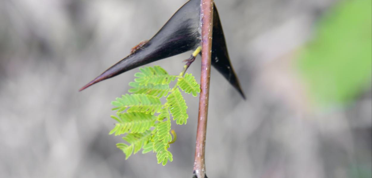 Secret défense chez les plantes | Mobe