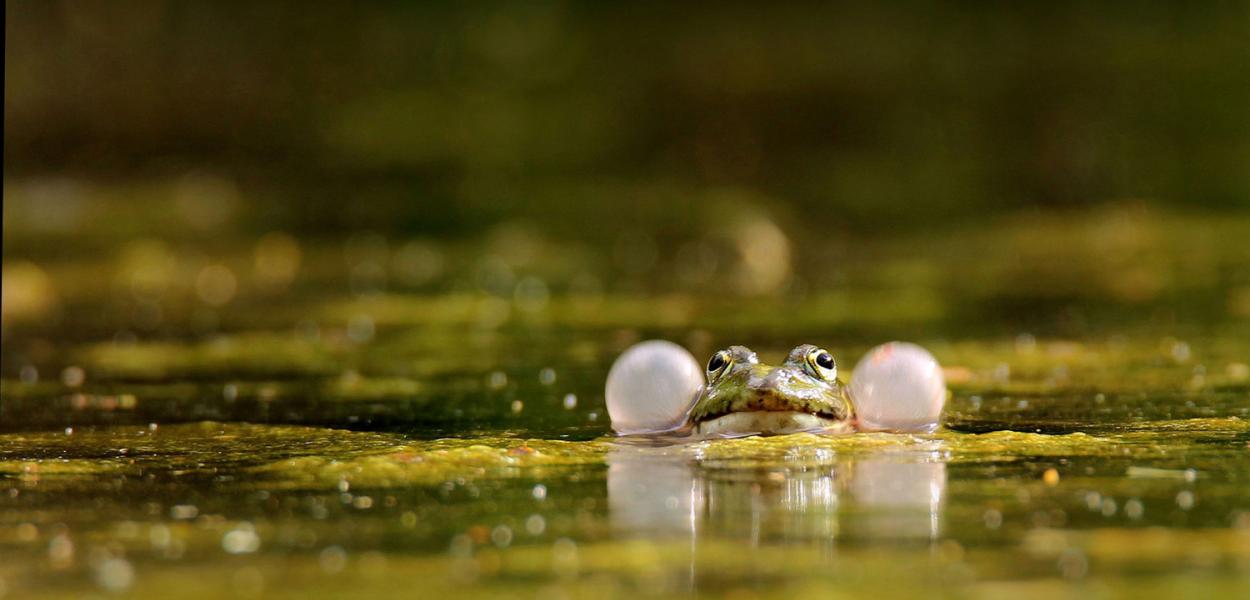 Fréquence Grenouille 2023