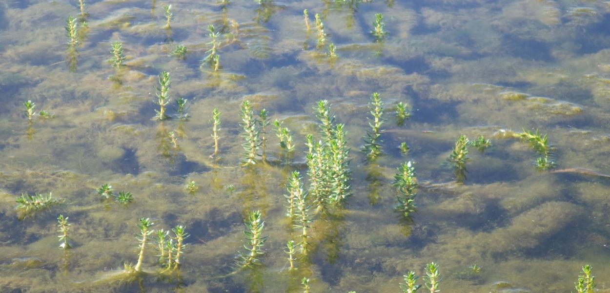 Gestion des plantes invasives en région Centre-Val de Loire