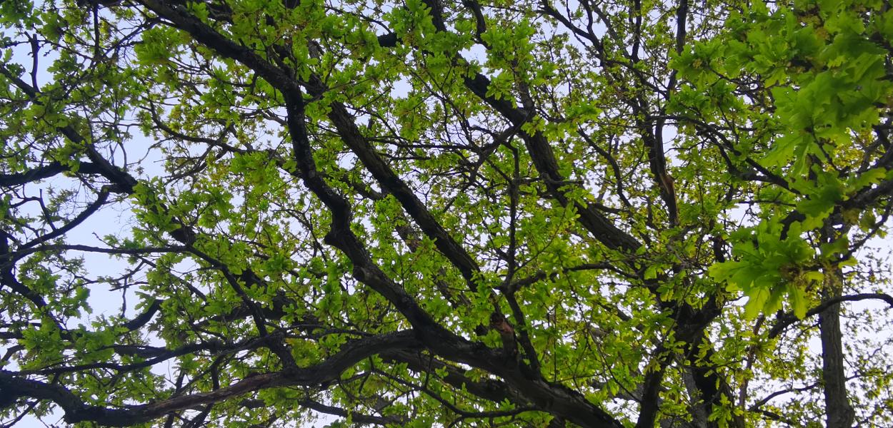 Fonds pour l'Arbre : présentation de l'AAP